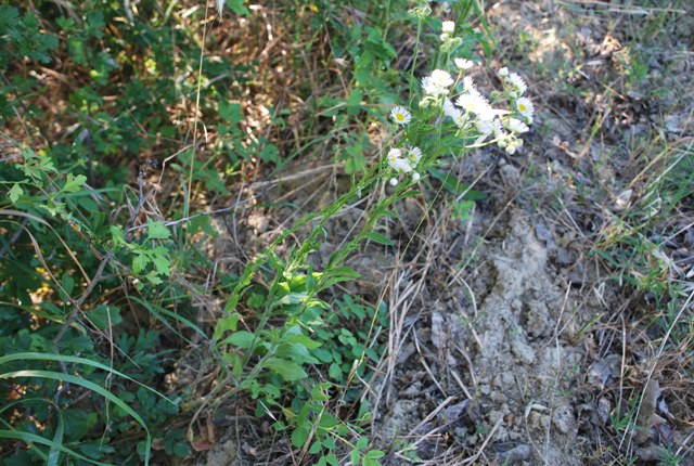 Erigeron annus